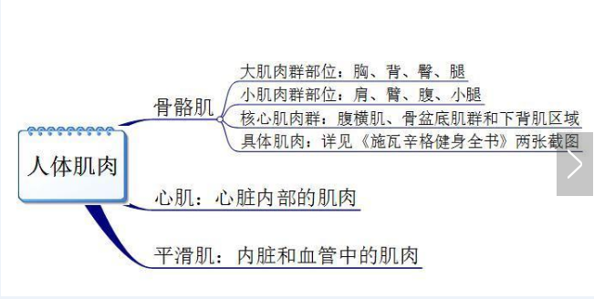 你真的認(rèn)識(shí)你身體的肌肉嗎？